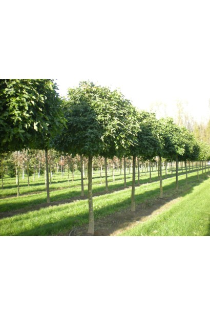 Ліквідамбр смолоносний у міському саду, яскраве осіннє листя контрастує із зеленим газоном.